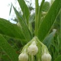 Symphytum officinale forme blanche